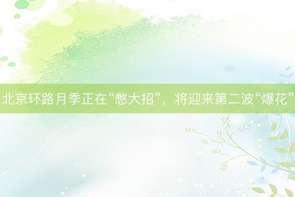 北京环路月季正在“憋大招”,将迎来第二波“爆花”
